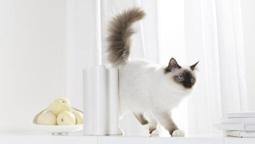 Cat and bowl of fruit