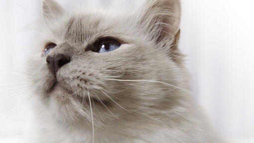 Close up of grey cat's face