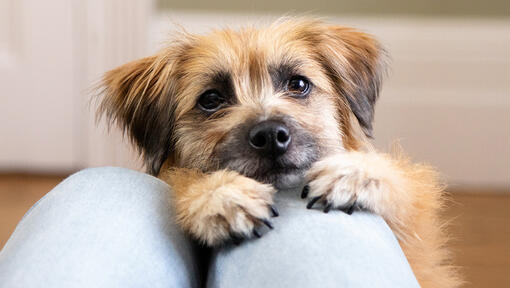 Dog with head and paws on owners knees