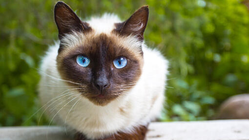 Birman cat with blue eyes sitting on a wooden table