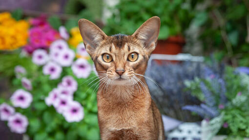 10 Cats with Big Ears Just Too Cute for Words!