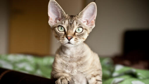 11 Small Cat Breeds That Will Always Stay Kitten-like | Purina