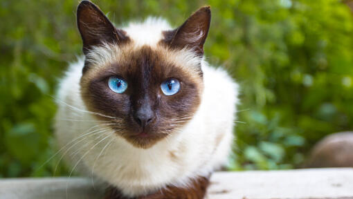 8 Small Cat Breeds That Stay Little