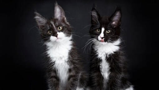 Two black and white Maine Coon cats