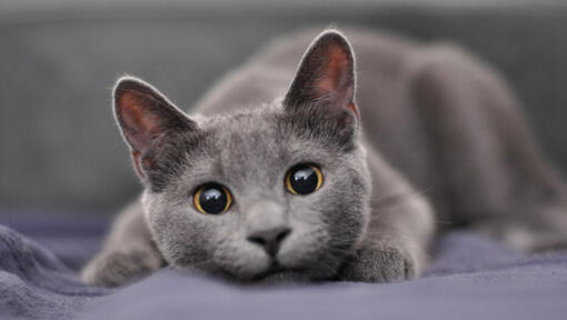 Grey cat with yellow eyes sitting down on sofa
