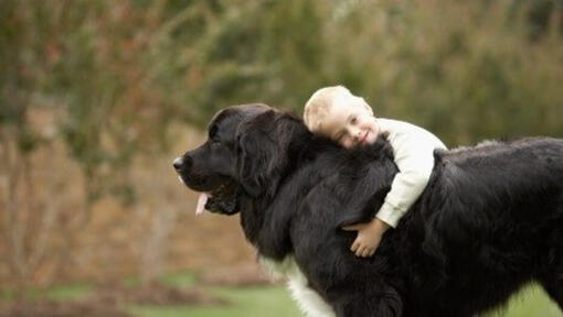 Big Fluffy Dog Breeds: Majestic & Lovable Giants - WAF