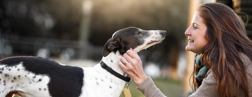 Black and white Whippet being stroked by owner. 