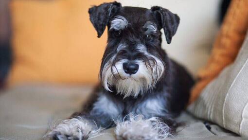 Black and white Schnauzer lying down