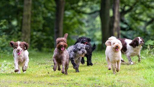 Group of dogs running through a forest with tongues out.