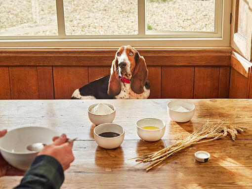 Bassett Hound sat at a table with owner