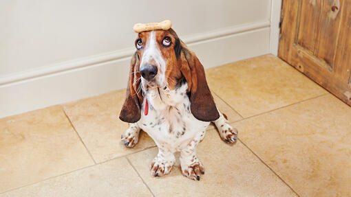 Bassett Hound with Bonio on head