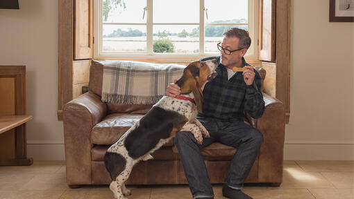 Man holding bonio for Bassett Hound