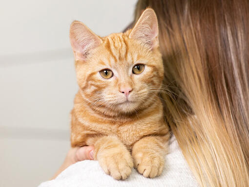Ginger cat on owners shoulder