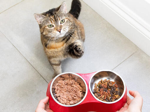 Cat at food bowls