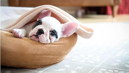 White and black French Bulldog in dog bed.
