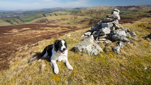 Border Collie lying on mountain top.