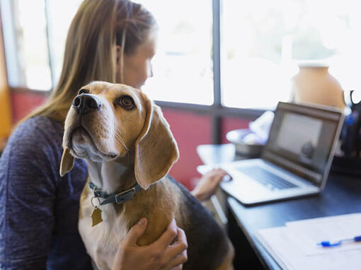 Woman with beagle working on laptop