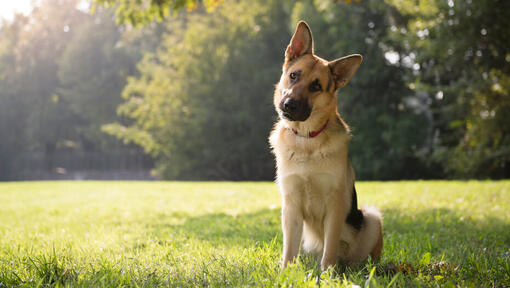 German Shepherd sitting under a tree.