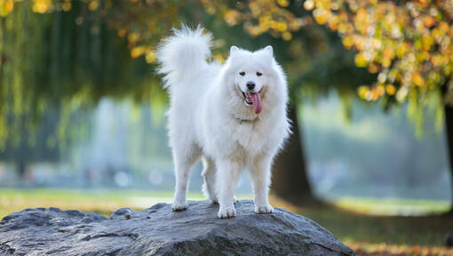 White Samoyed with tongue out on a rock.