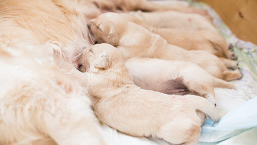 Golden Labrador puppies suckling.