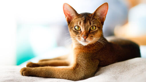 Abyssinian Cat