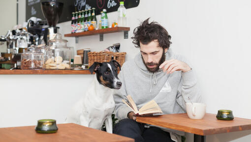 Jack Russell Terrier with owner reading a book.