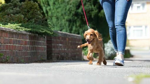 Dog on walk