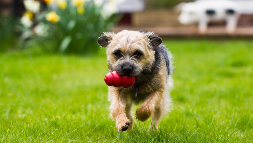 are terriers feisty