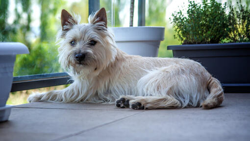 White dog lying down next to window.