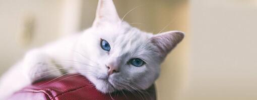 White cat with blue eyes on red leather chair.