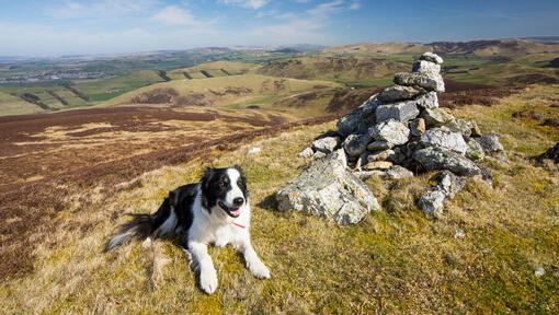 Border Collie sitting on top of a mountain.