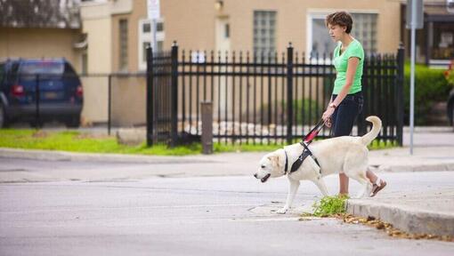 Golden Labrador guide dog helping owner cross the road.