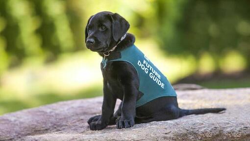 Puppy black Labrador wearing Guide Dog jacket.