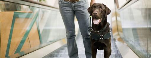 Chocolate Labrador on escalator with tongue out.