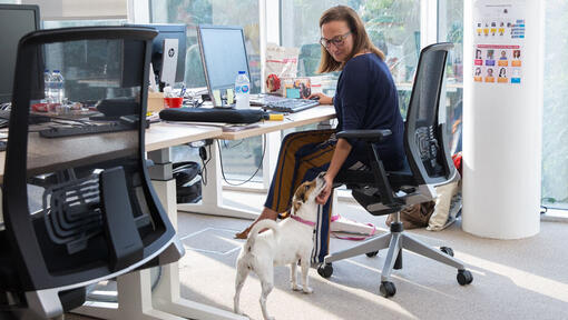 Woman at desk stroking chin of Jack Russell
