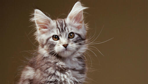 10 of the Most Famous Cats Throughout History | Purina