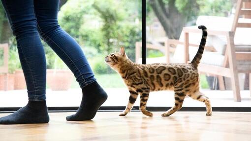 bengal cat walking next to human