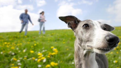 eigenaren rennen achter een windhond aan