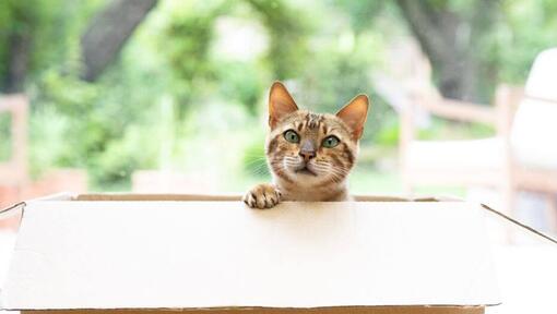 Cat peering out of box