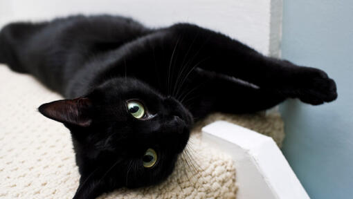7 Awesome Black Cat Breeds You'll Want to Take Home | Purina