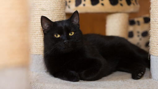 Black Persian cat lying by scratching post.