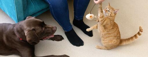 Dark chocolate Labrador with a kitten playing with toy