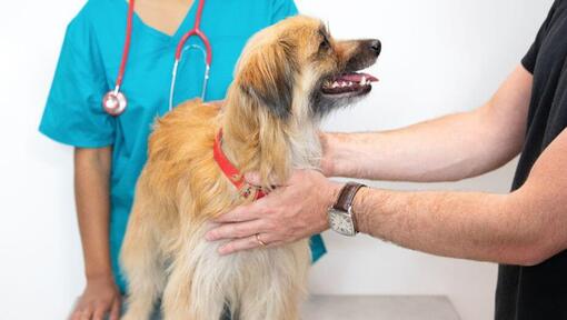 Vet examining a long haired dog