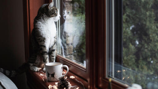 Cat sitting on windowsill looking outside