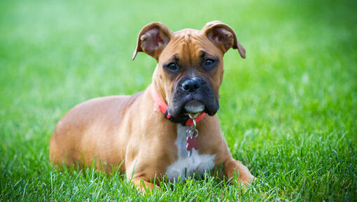 Boxer Dog Breed Information