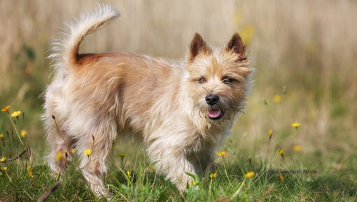 what is the best dog food for a cairn terrier