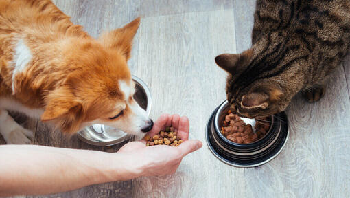 cat diet can cats eat dog food