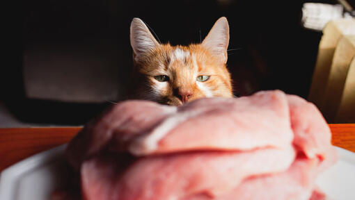 Can Cats Eat Raw Chicken? Read Before You Feed | Purina