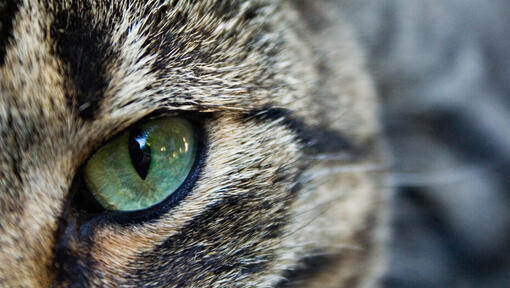 Can Cats See In The Dark?