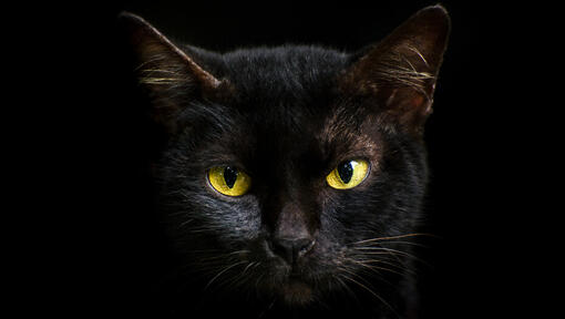 Close up of a black cat with yellow eyes